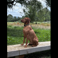 Hungarian Vizsla