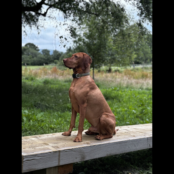 Hungarian Vizsla