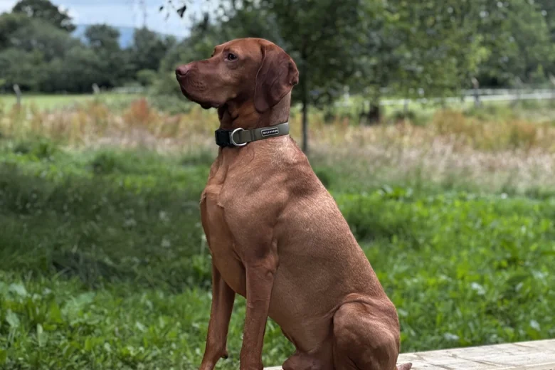 Hungarian Vizsla