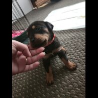 Rottweiler