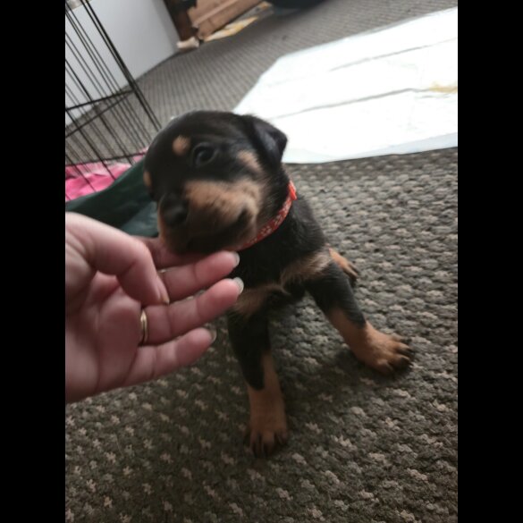 Rottweiler