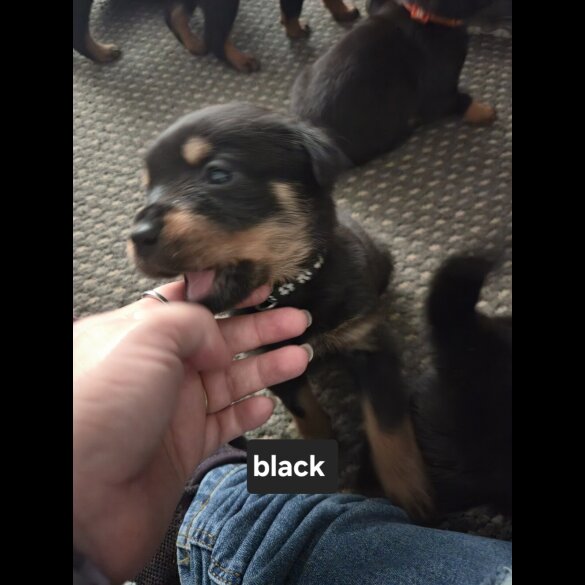Rottweiler