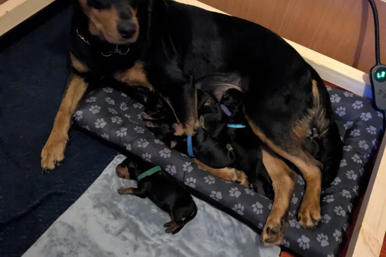 Rottweiler