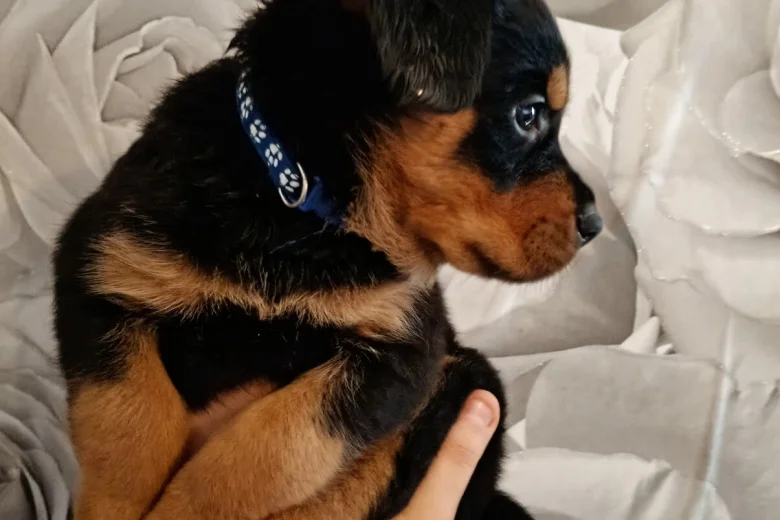 Rottweiler