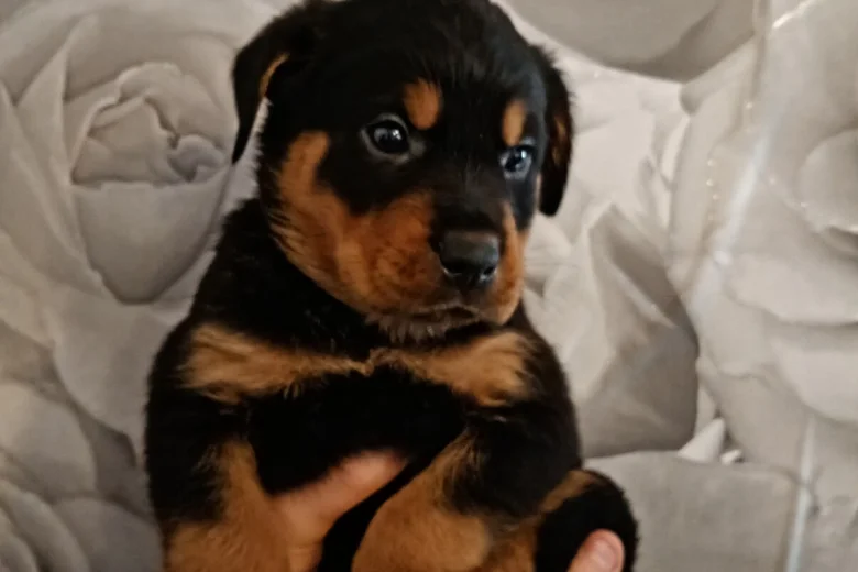 Rottweiler