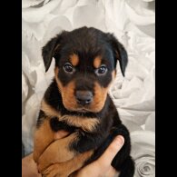 Rottweiler