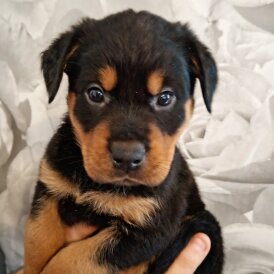 Rottweiler