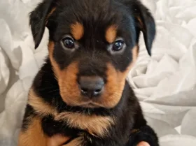 Rottweiler