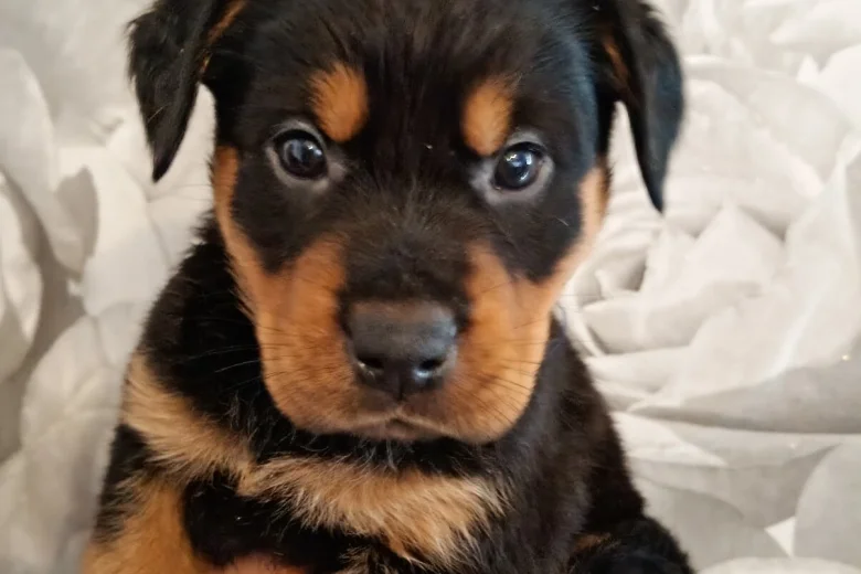 Rottweiler