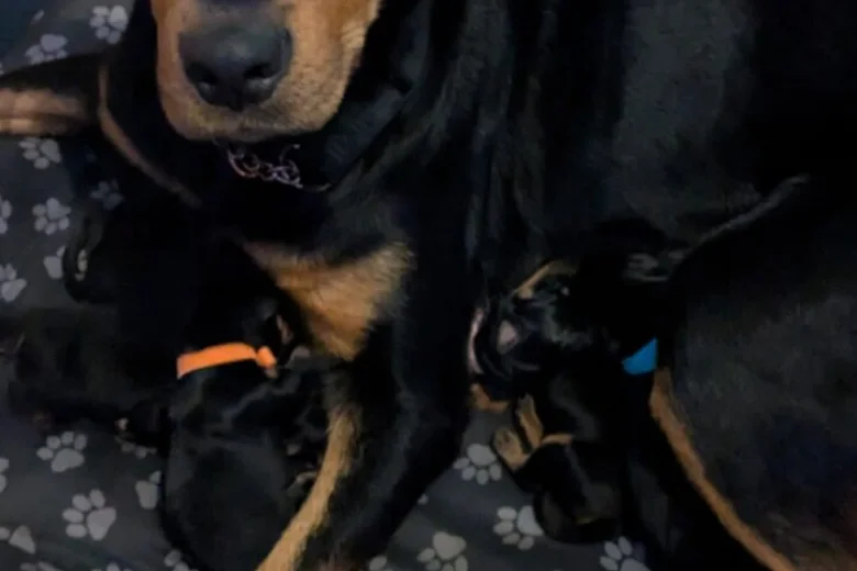 Rottweiler