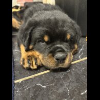 Rottweiler