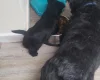 Scottish Terrier