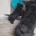 Scottish Terrier