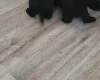 Scottish Terrier