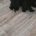 Scottish Terrier