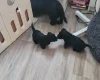 Scottish Terrier
