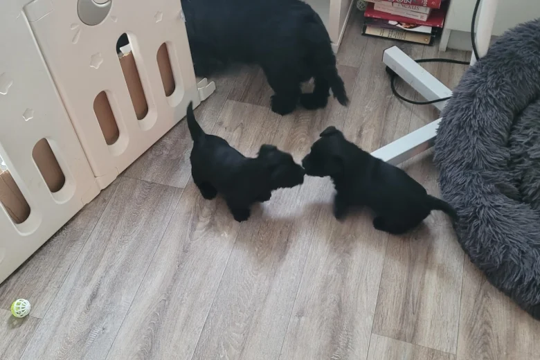Scottish Terrier