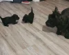 Scottish Terrier