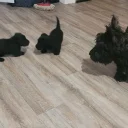 Scottish Terrier