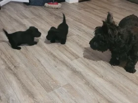 Scottish Terrier