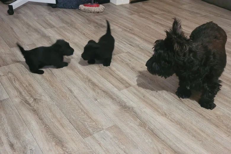 Scottish Terrier