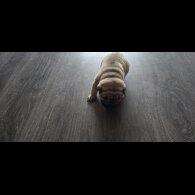 Shar Pei