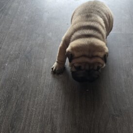 Shar Pei
