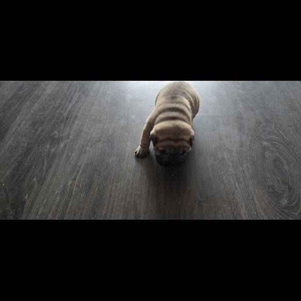 Shar Pei