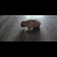 Shar Pei