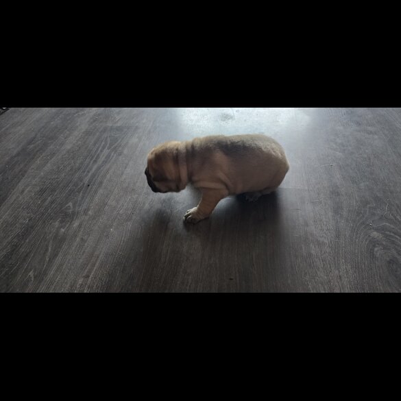 Shar Pei