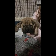 Shar Pei