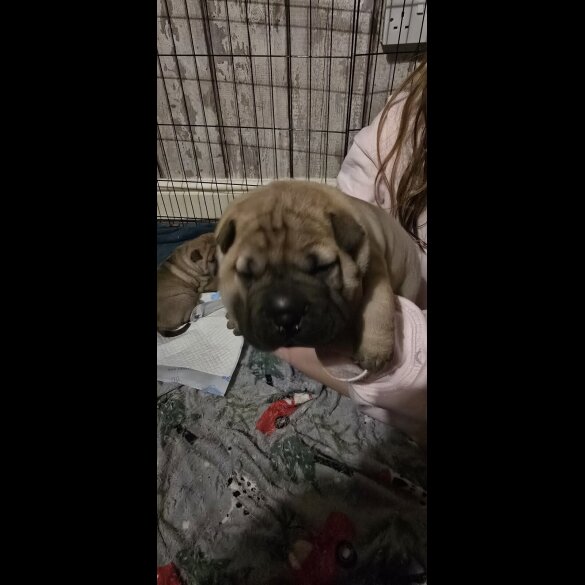 Shar Pei