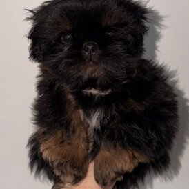 Shih Tzu