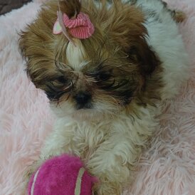 Shih Tzu
