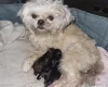 Shihpoo