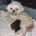 Shihpoo