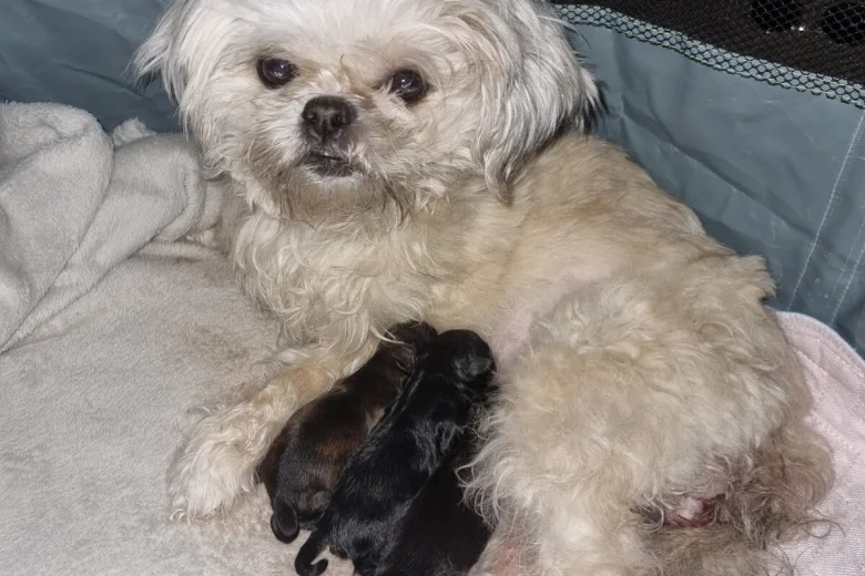Shihpoo