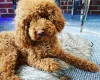 Shihpoo