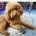 Shihpoo