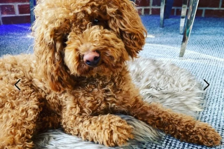 Shihpoo