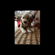 Cocker Spaniel (Show)