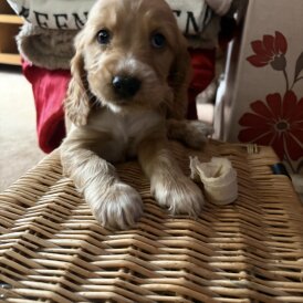 Cocker Spaniel (Show)