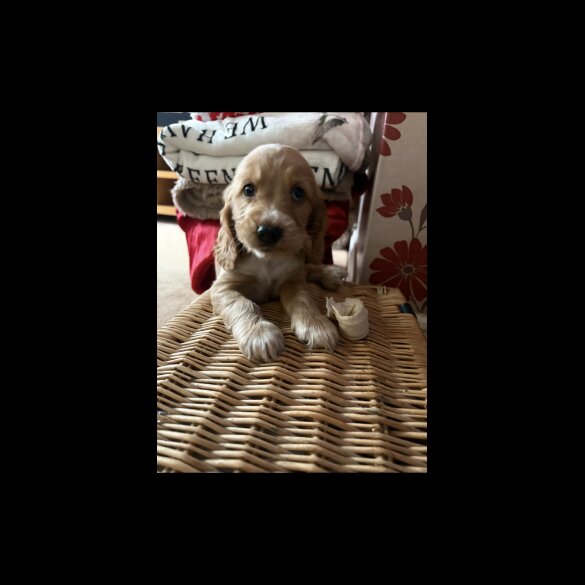 Cocker Spaniel (Show)