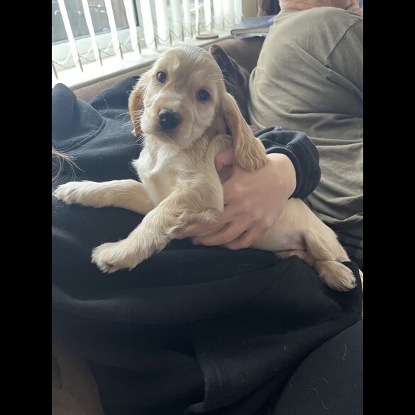 Cocker Spaniel (Show)