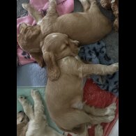 Cocker Spaniel (Show)