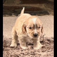 Cocker Spaniel (Show)