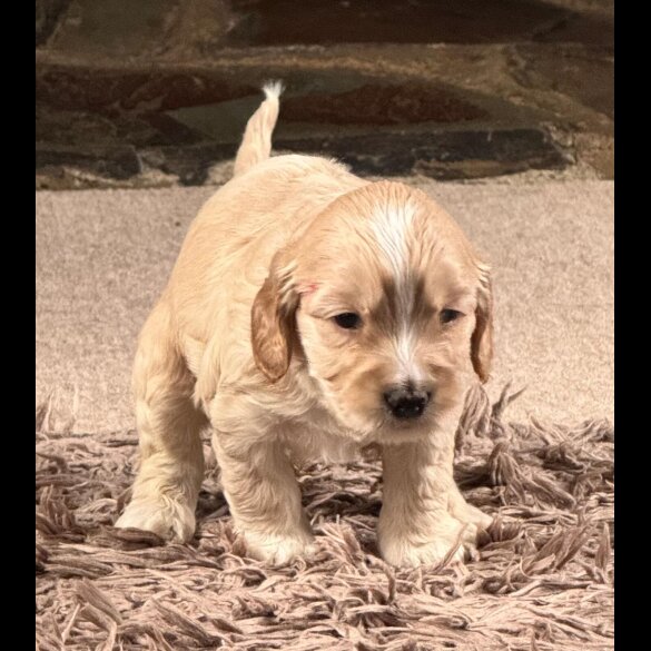 Cocker Spaniel (Show)