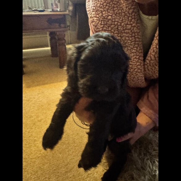 Cocker Spaniel (Show)