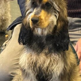 Cocker Spaniel (Show)