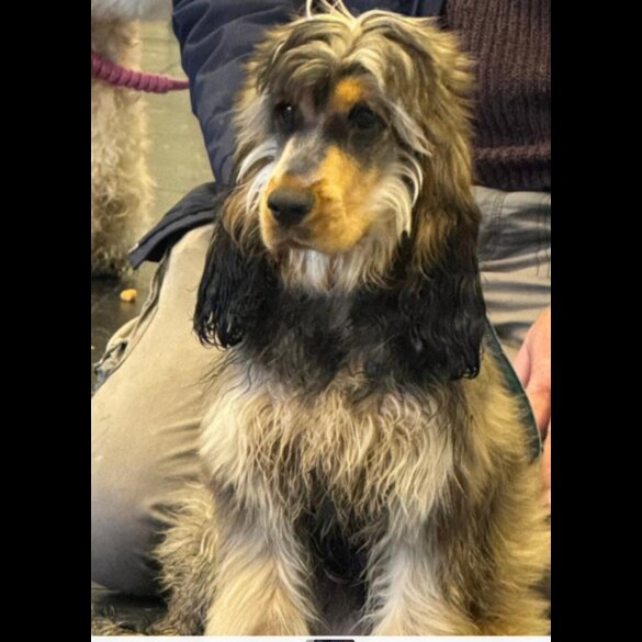 Cocker Spaniel (Show)